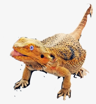 Greater Short-horned Lizard