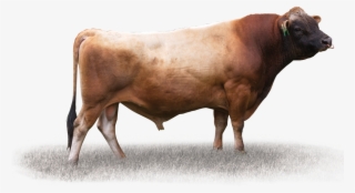 Lynbrook Gg Quicksilver - Bull