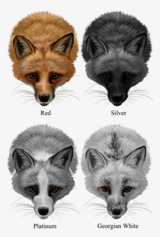 Domesticated Red Fox Arctic Silver - Red Fox Silver Fox