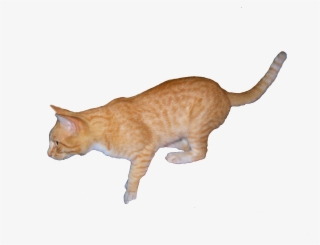 Orange Cat Png - Arabian Mau