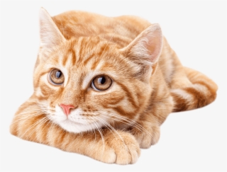 Orangecat - Cute Orange Tabby Cat