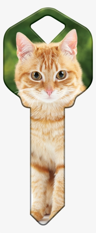 Hk66 - Orange Tabby - Hk66-can - Cat With A House Key