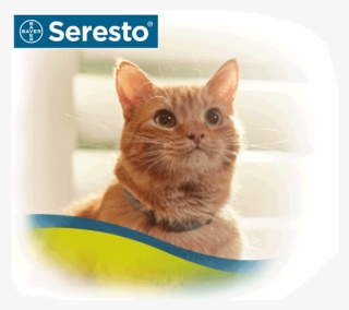 Seresto Flea & Tick Collar On Orange Cat - Kitten