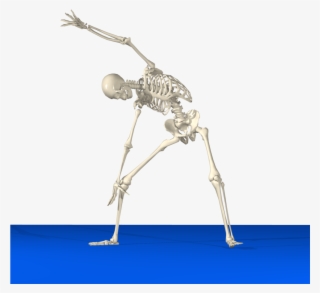 Exercising Skeleton - Skeleton