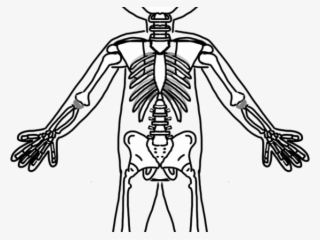 Bones Clipart Friendly Skeleton - Skeletal System Skeleton Clipart