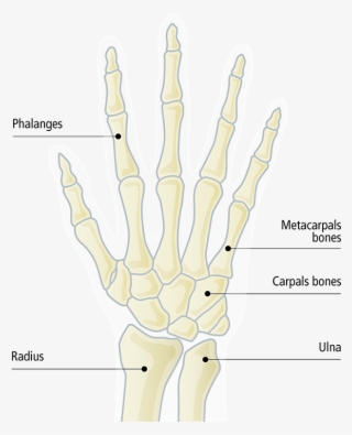 Bones Of The Forearm - Radiography