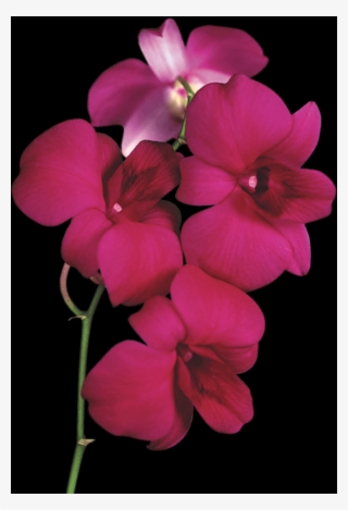 Free Orchid Pngs - Transparent Background Orchids Png
