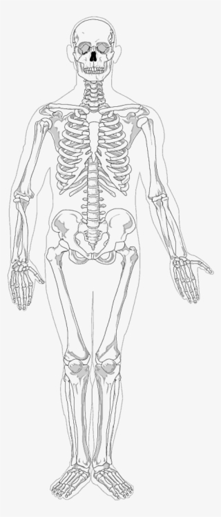 Human Full Page Bw Anatomy Bones Skeletons - Full Body Skeleton Drawing
