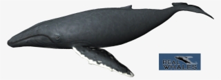 Humpback Whale Png - Humpback Whale Transparent