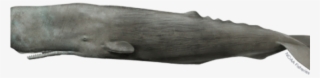 Humpback Whale Clipart Whale Head - Driftwood