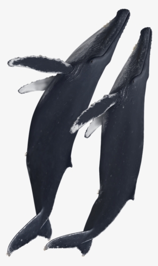 Humpback Whales - Plush