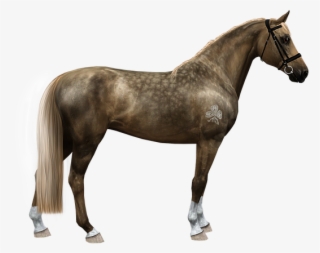 Wdkh Diandra - Horse
