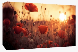 Poppy Flowers In Sunset Canvas Wall Art - Bendición Hallarte Al Instante En Que Se Fue La Luz