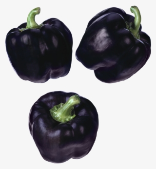 Black Pepper - Purple Peppers