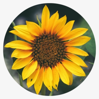 Os Aconsejo Realizar Este Tutorial De Primavera Con - Acrylic Easy Sunflower Painting