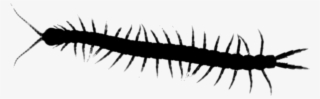 Millipedes Centipedes House Insect Centipede Graphics - Millipedes