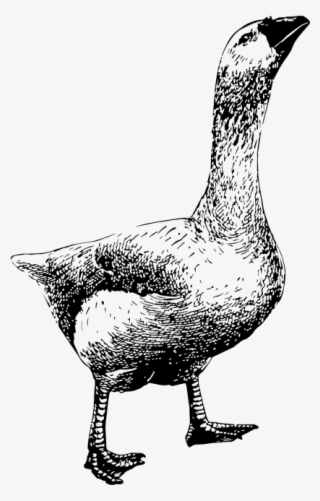Goose - Duck