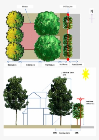Appropriate Tree Configuration For Residentials - Larch