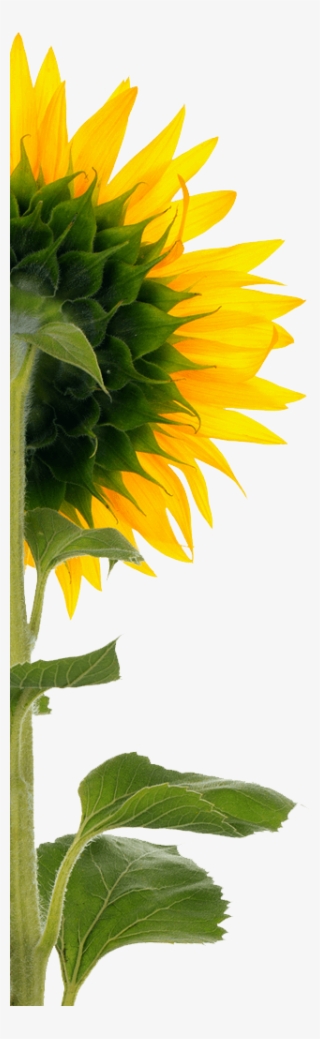 Sunflower - Back Of Sunflower Png