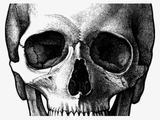 Drawn Skull Face - Skull Drawing