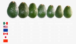Calibres - Avocado