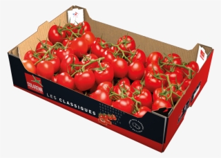 Prev - Plum Tomato