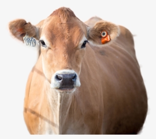 Cow Png Image - Working Animal