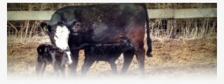 Our Philosophy Here At Western Cattle Source Is To - Calf
