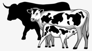 Calves, Dairy, & Beef - Cow With Calf Black And White