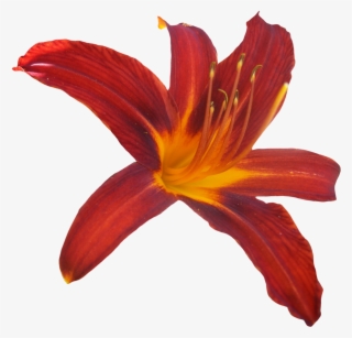 Lilly Png - Orange Lily