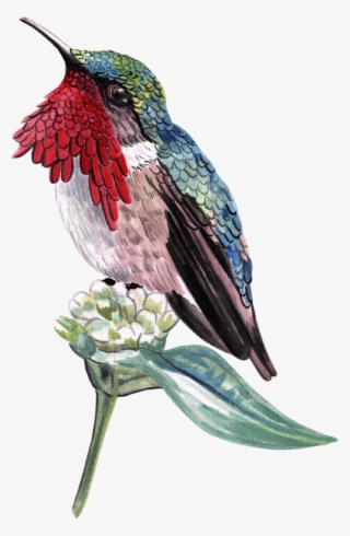 Aves - Wine Throated Hummingbird Atthis Ellioti )- Art