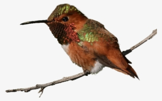 Rufous Hummingbird Williamgarrett Creativecommons - Ruby-throated Hummingbird