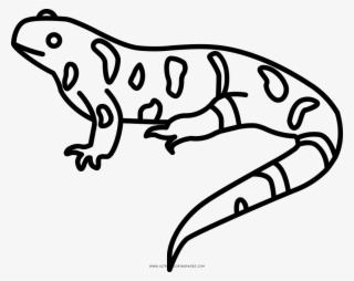 Salamander Coloring Page - Imagenes De Salamandra Para Dibujar