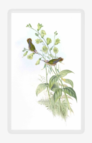Hummingbird - Jasmine