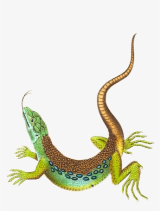 Echse, Eidechse, Reptil, Tier, Isoliert, Freigestellt - Gecko