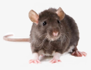 Fouseytube Sticker - Rat Animal