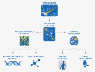Optogenetic Drug Discovery - Circuit Optogenetics