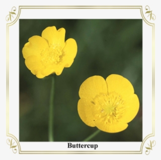 Buttercup 4ee0474e3ace6 - Buttercup