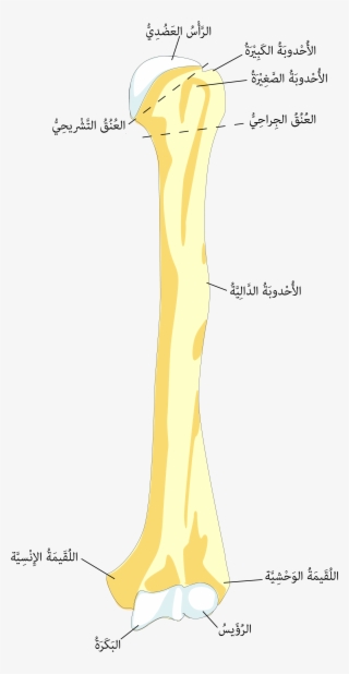 ملف - Humerusfront-ar - Humerus Bone Transparent