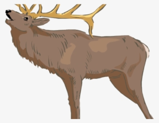 Elk