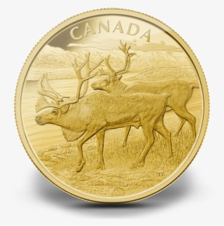Canada 2013 Caribou Proof Gold 1 Kg - Coin