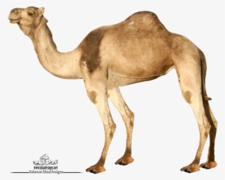 Camel Png - Transparent Background Camel Png