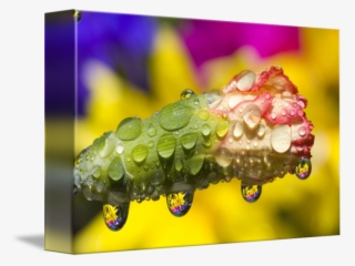 Dew Drops On Flowers - Water