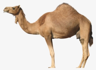 Gallery Description - Guess The Animal Camel