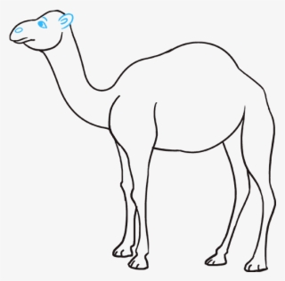 680 X 678 6 - Draw Camel Step By Step