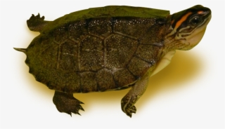 spotted legged wood turtle - red eared slider