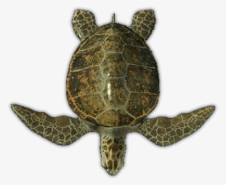 Free Png Download Sea Turtle Top View Png Images Background - Green Sea Turtle Top View