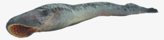 Eel