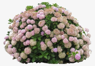 Photo Hydrangea-bush