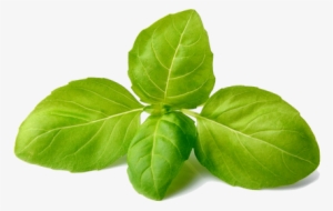 "super" Basil Is Grown Hydroponically Using Gh Nutrients - Basil Png